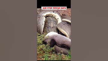 ULAR PITON MENELAN BUAYA #shorts #ular #buaya