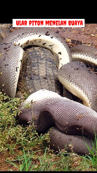 Python swallows crocodile #shorts #snake #crocodile