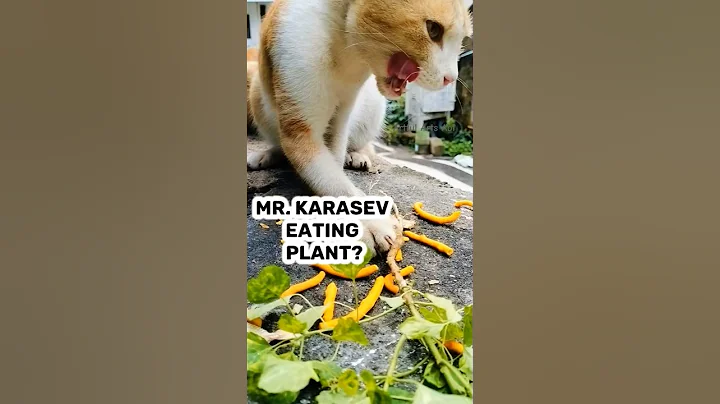 Video 10666331: catlovers catlife pet, cats pets catlover funny