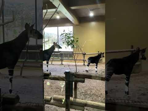【よこはま動物園ズーラシア】仲良く整列するオカピ✨　#shorts