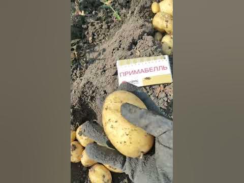 Ранний сорт картофеля Примабелль на поле 2023 - YouTube