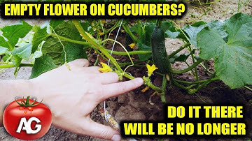 EMPTY FLOWER ON CUCUMBERS DO THIS AND YOU WILL COLLECT CUCUMBERS WITH CRATES