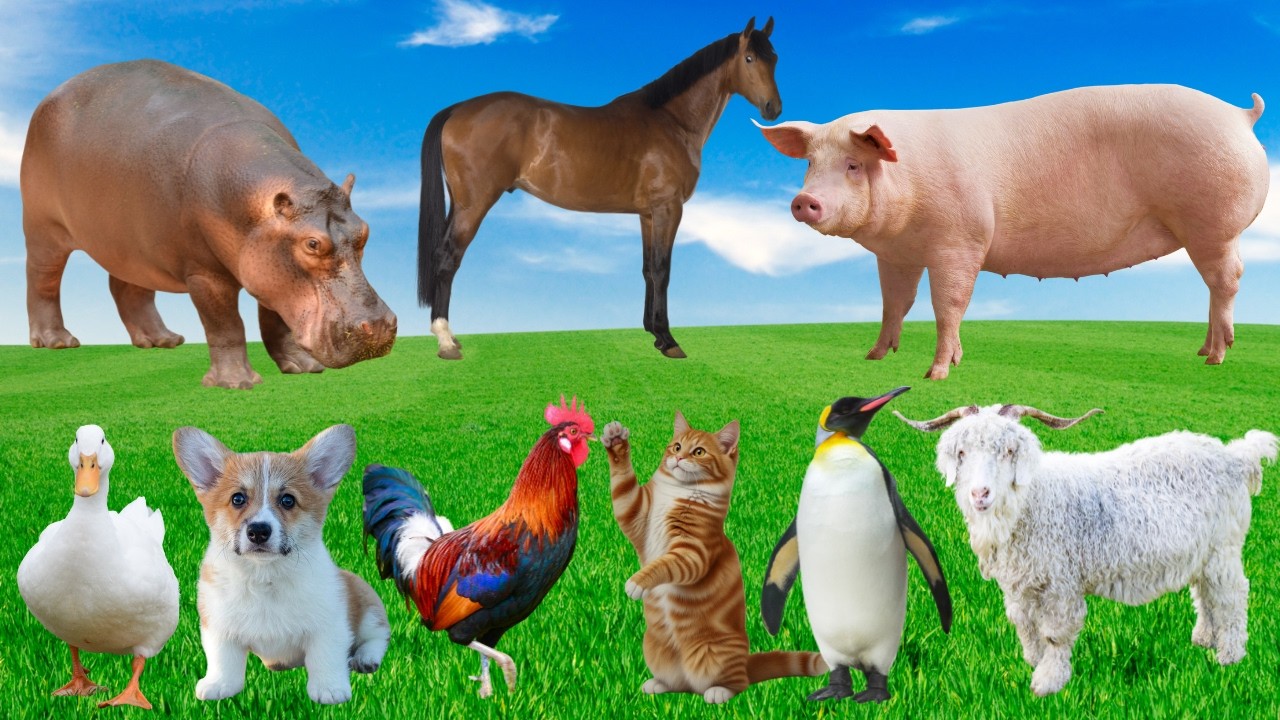🎶 Show Diễn Đáng Yêu Trên Đồng Quê – Cute Farm Animals Singing Show 🐮🐓🐐🐱