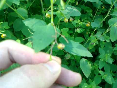 Impatiens capensis (Orange Jewelweed)