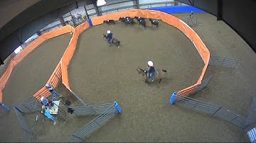 Big Sky Ranch Sorting Saddle Series #2 - #10 H/C - Round #2 - Ride #5