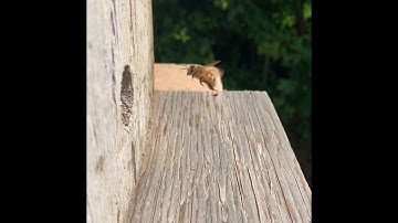 First bees at swarm trap 2020