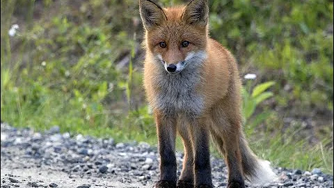 Wie ernährt sich der Fuchs?