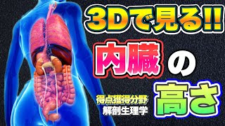 【解剖生理学】３Dで見る‼内臓と内臓高さのレベル【看護師国家試験】【PT・OT国家試験】