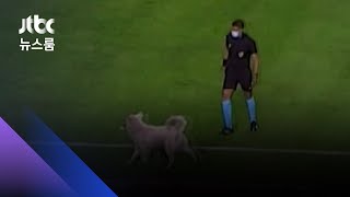 볼리비아 프로축구 경기 중 강아지 난입…3분 지연 / JTBC 뉴스룸