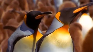 "Wild" - AudeoSynth: Music-Driven Video Montage (SIGGRAPH 2015)