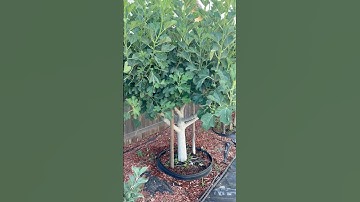 June Fig Tree Update: Is It Fruiting Yet? #shorts #garden #figtree