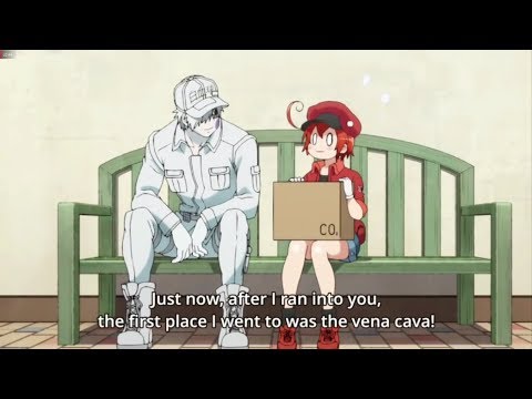 Sweet moment of Red blood cell and White blood cell, Cells at work, Hataraku  Saibou / Cells at Work!