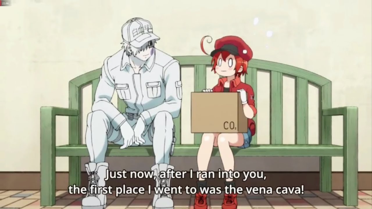 Sweet moment of Red blood cell and White blood cell, Cells at work, Hataraku  Saibou / Cells at Work!
