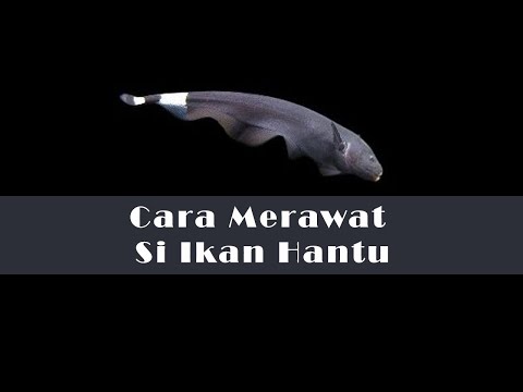 Video: Cara Memelihara Ikan Aquascape Ayam