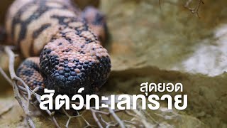 สารคดี สำรวจโลก ตอน สุดยอดสัตว์ทะเลทราย ตอนที่ 2