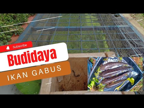 Pakan Indukan Gabus