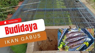 Pemberian Pakan Indukan Ikan Gabus
