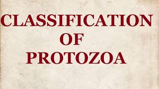Phylum Protozoa - Classification of Protozoa, Zooflagilates, Sarcodina, Opalinata, NCERT Biology