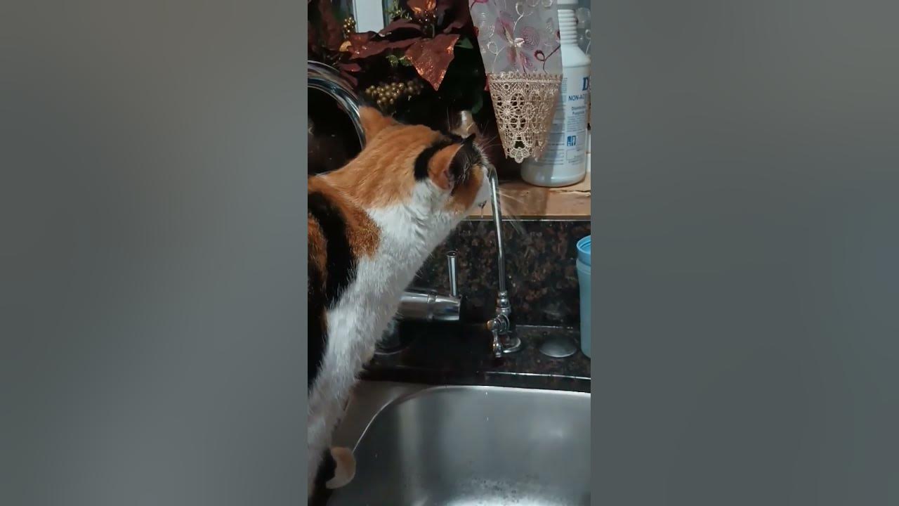 This cat will refuse to drink water from a bowl so she gets it from the