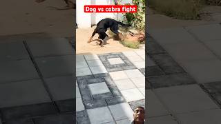 Dog Vs Cobra Snake Fight