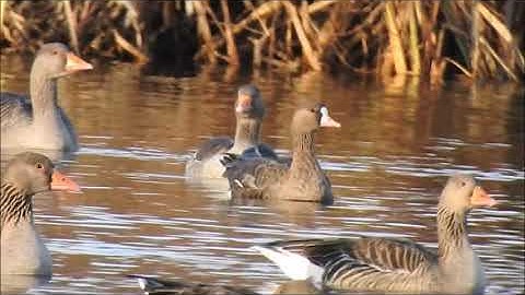 Russian Whie front more video