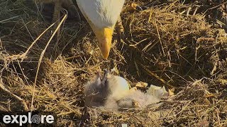 Bald Eagle Eggs Hatch and Mother Feeds Chicks