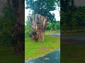 #beautifulnature#kolkata#park#nature #shorts#ytubeshorts #like #viralvideo #trending #harharmahadev