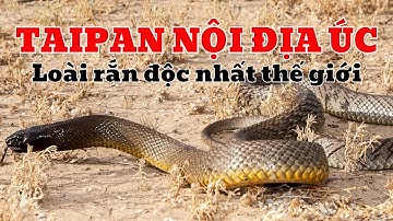 Sự Nguy Hiểm Kinh Hoàng Của Rắn Taipan Nội Địa - Loài Rắn Độc Nhất Thế Giới