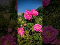 محتاجه روحي بابك توكف