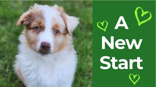 Bringing home my new Australian Shepherd puppy! 8 weeks old. by Animal Scholar 3,386 views 10 months ago 19 minutes