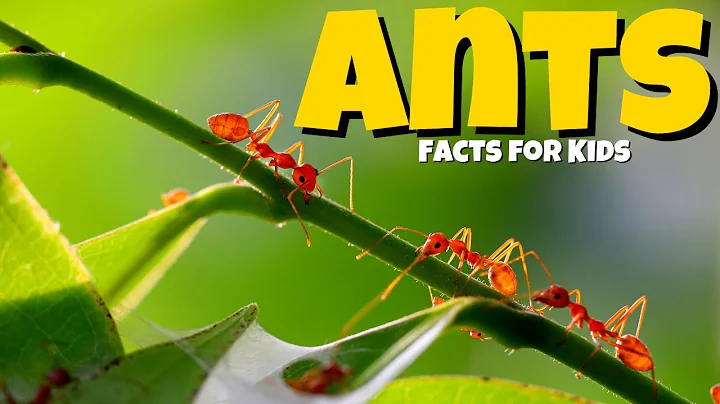 Learn All About Ants  🐜  Ant Facts For Kids 🐜
