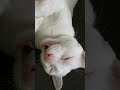 Cat talks to mom  sleepy cat tryin to say somethin  adorable