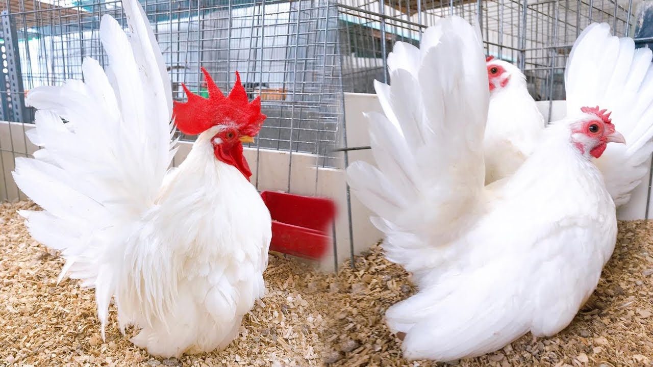 The Beauty Of Japanese Bantam Rooster 6 Months Old