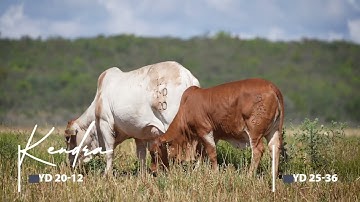 LOT 13 | IYD20-12 & IYD25-36 | Kendra