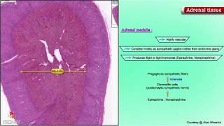Histology of Adrenal gland - Shotgun Histology