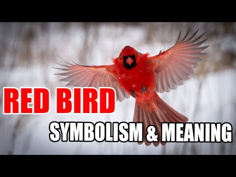 Video: Čo je to malý vták s červenou hlavou?