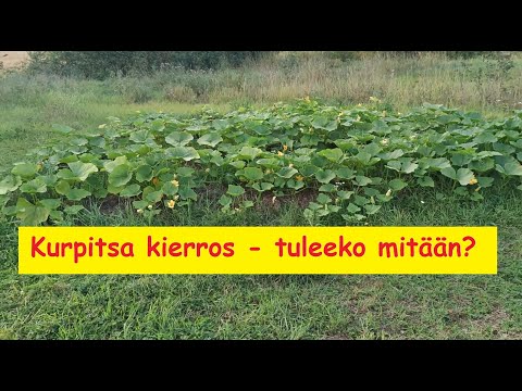 Video: Tuottaako siitepölytön auringonkukka siemeniä?