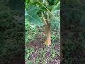 #papaya #tree