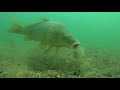 Analyse de Carpe sous l'eau - Underwater CarpFishing observation [Fr]
