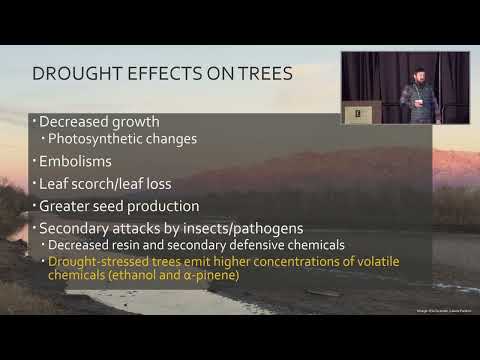 TTNM Conference - Common Tree Pests in New Mexico, Bark Beetles and Drought - (Part Two)