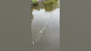 Thả Lưới Vào Vũng Nước Hoang và cái kết