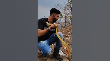 Go Hard or Go Home #prathamesh #animalrescue #prathameshsirsat #snakerescue #kingcobra #snake