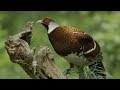 CGTN Nature: Wuyi Mountains Series | Episode 6: Elliot's Pheasant