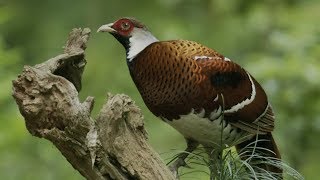 CGTN Nature: Wuyi Mountains Series | Episode 6: Elliot's Pheasant