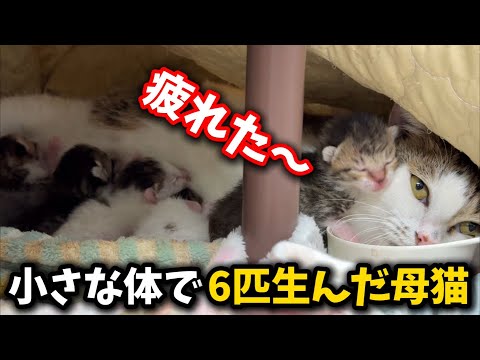 コパークラフト  題名「子猫のママは あたし」 maxresdefault.jpg