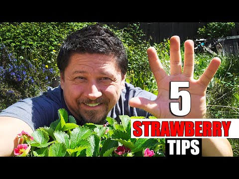 5 Essential Spring Strawberry Tips