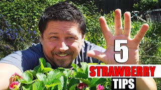 5 Essential Spring Strawberry Tips