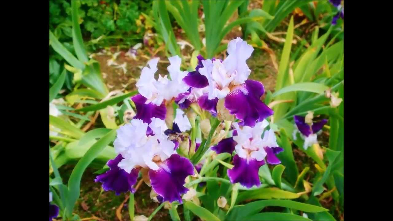 Schreiner's Iris Garden Keizer Oregon 61611 YouTube