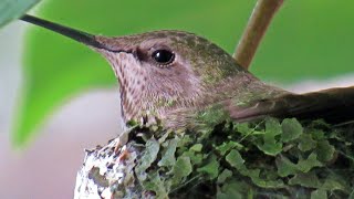 A Nesting Anna's Hummingbird by The Kits Cats 1,986 views 3 years ago 1 minute, 50 seconds