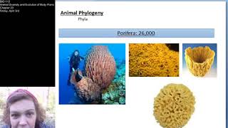 Chapter33 April 3rd: Animal Diversity and Evolution of Body Plans (part 2)
